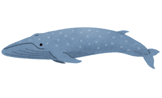 クジラ　シロナガスクジラ.png