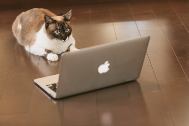 パソコンと猫.jpg