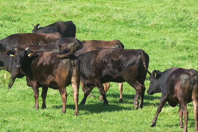 国産牛と和牛の違いAdobeStock_121813490.jpeg