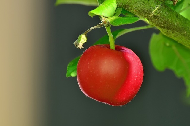 red-apple-1544181_640.jpg